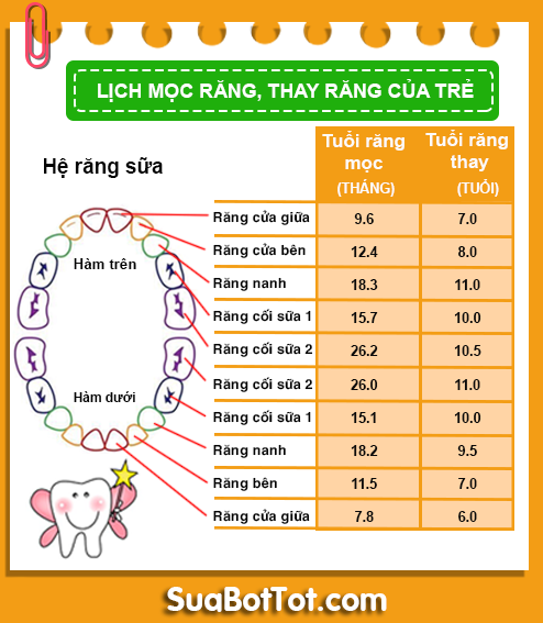 Bảng thứ tự Mọc răng và Thay răng sữa của bé theo thời gian chính xác nhất